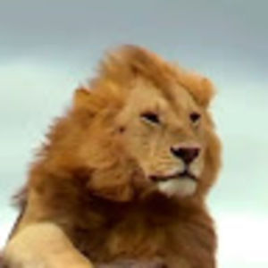 Meet your Posher, Lester